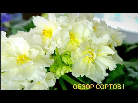 Видео: ФИАЛКИ стандарты. ОБЗОР СОРТОВ !