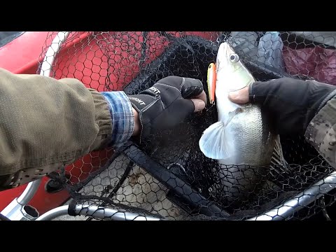 Видео: Судак на ратлины. ОБЬ. Осень.