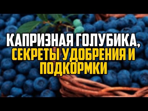 Видео: КАПРИЗНАЯ ГОЛУБИКА, СЕКРЕТЫ УДОБРЕНИЯ И ПОДКОРМКИ