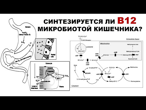 Видео: СИНТЕЗИРУЕТСЯ ЛИ В12 МИКРОБИОТОЙ КИШЕЧНИКА?