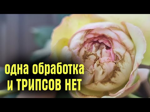 Видео: ТРИПСЫ ВЫПАЛИ и БОЛЬШЕ НЕ ПОЯВЛЯЛИСЬ! ЭФФЕКТИВНАЯ методика борьбы