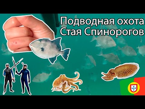 Видео: Укусил Спинорог! Не хватило опыта справиться со стаей рыбы! Охота в Португалии #подводнаяохота