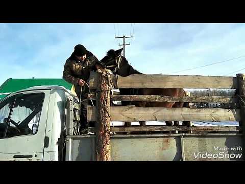 Видео: Погрузка и транспортировка лошади.Жесть.