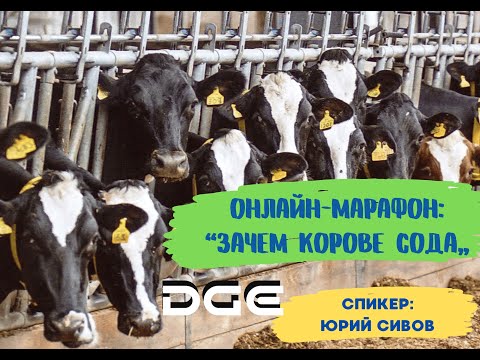 Видео: Зачем корове сода (буфер)