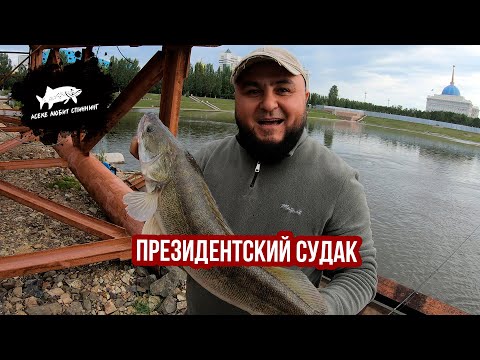 Видео: Президентский Судак! Еще один трофей=) #рыбалка #рыбалка2025 #рыбалкаастана #рыбалканасудака