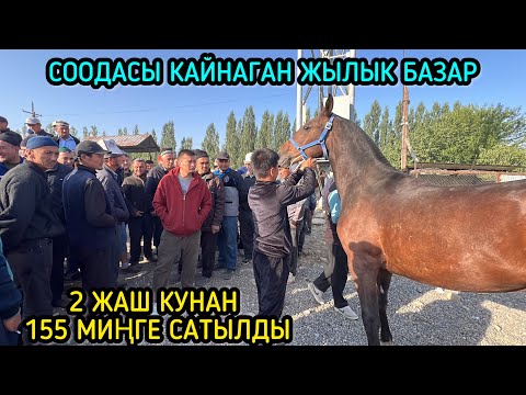 Видео: НООКАТ ЖЫЛКЫ БАЗАРЫ КЫЗЫДЫГО / 15-СЕНТЯБРЬ 2024 ЖЫЛ