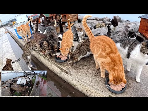 Видео: Пережить все четыре сезона за один день, кормя уличных кошек Стамбула