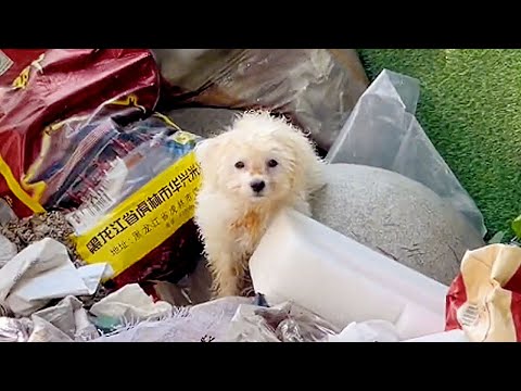 Видео: Бродячий щенок искал еду в мусоре,женщина его спасла, заботилась,камера записывала 40 дней изменений
