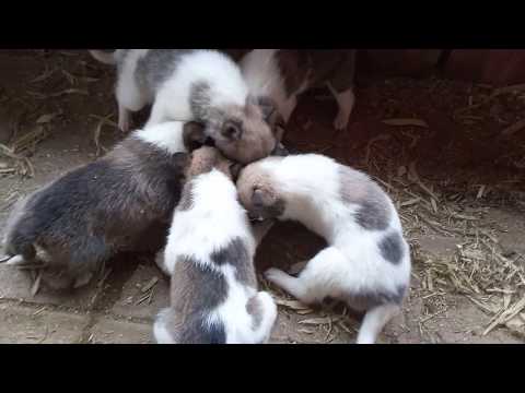 Видео: Воспитание щенка с рождения, ЗСЛ и другие породы.