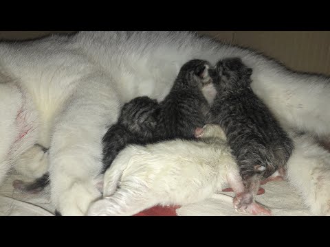 Видео: роды кошки британки