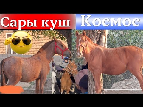 Видео: Терилген теги кучтуулор 2 тай 1 ат чыкты