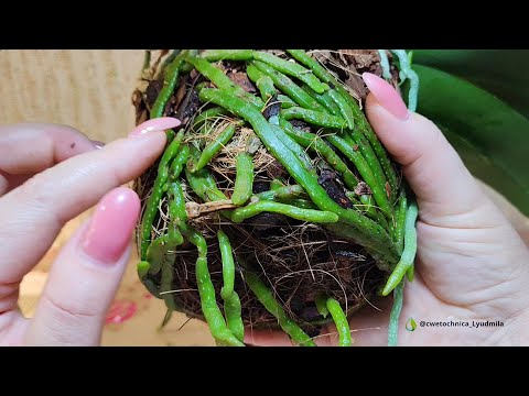 Видео: Пересадка орхидеи фаленопсис #orchid #flowers #орхидеякорень #сортовыеорхидеи