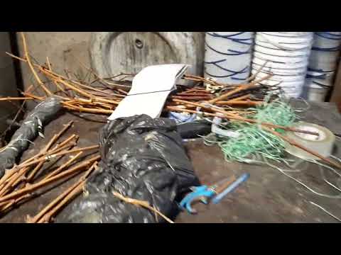 Видео: Хороший вариант хранения черенков винограда