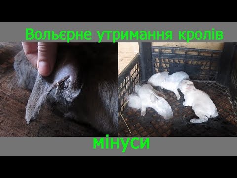 Видео: Недоліки вольєрного утримання кролів