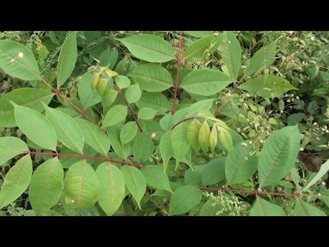 Видео: Еводія, різні способи вирощування та результати.