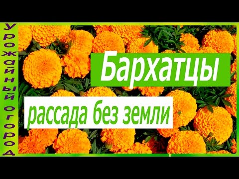 Видео: РАССАДА БАРХАТЦЕВ БЕЗ ЗЕМЛИ!