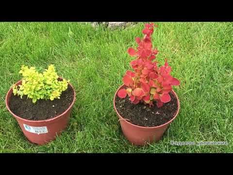 Видео: Яркие барбарисы Ориндж Айс и Голдалита  от питомника  Поиск