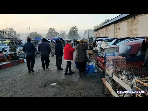 Видео: Ярмарка Кропоткин 27.10.24 обзор товара! Канарейки, попугаи!