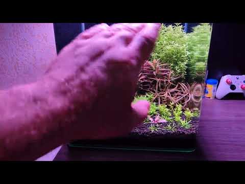 Видео: 104-й день с запуска аквариума. УДАРНАЯ доза удобрения и полный хаос.