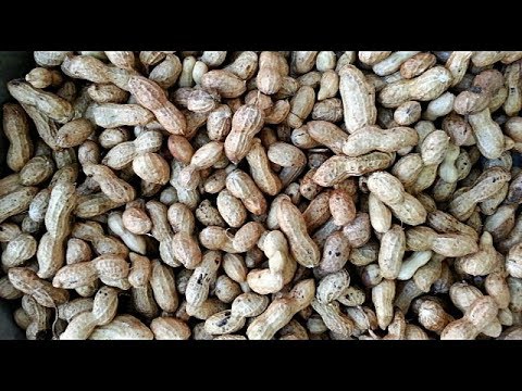 Видео: Крупный Арахис для себя и на продажу.