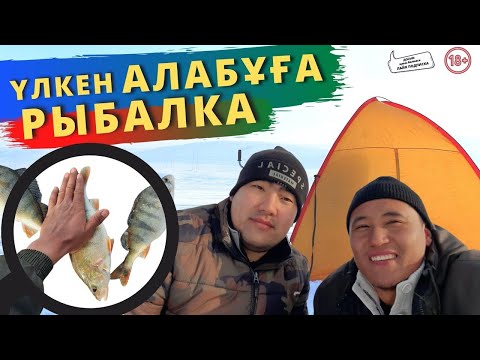 Видео: Үлкен алабұғаға БАЛЫҚқа шықтық. Ловля окуня зимой.