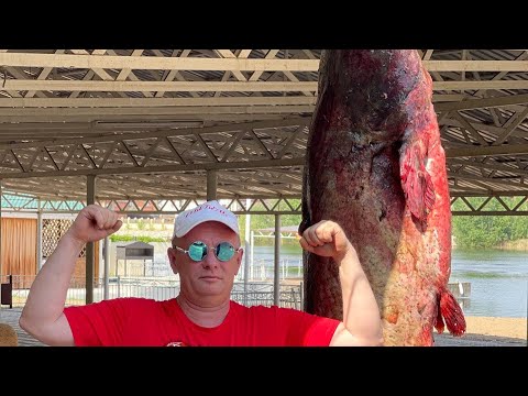 Видео: 103 KГ ОГРОМНЫЙ СОМ ! ПОЙМАЛ И ПРИГОТОВИЛ ТРИ БЛЮДА #шашлык #огромная #рыба