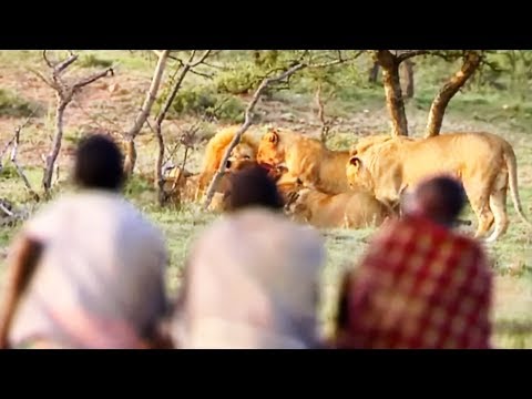 Видео: Они крадут еду 15 голодных львов! - NOMAD ZAPPING