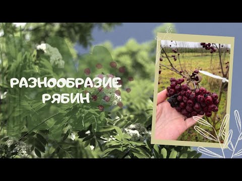 Видео: Разнообразие рябин.