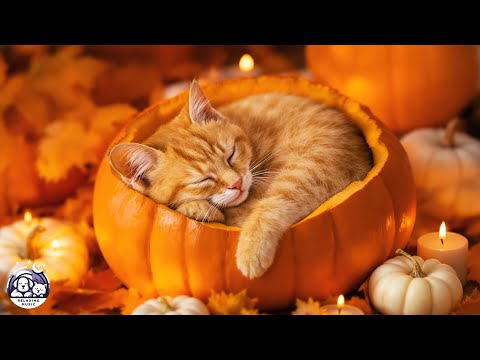 Видео: Успокаивающая музыка для кошек 🐾 Нежные мяукающие звуки для сна, которые снимут беспокойство и сд...