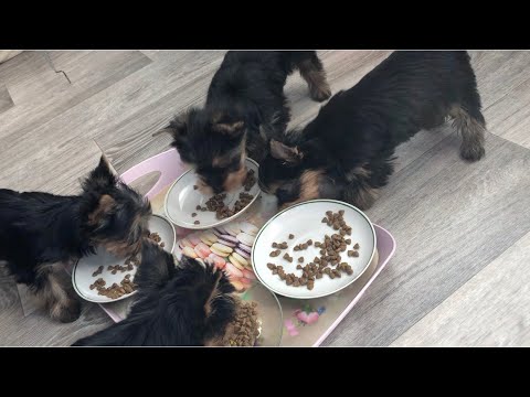 Видео: VLOG: Утро с щенками. Уход за йорками♥️