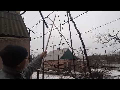 Видео: Обрезка кустов винограда с нестандартной формировкой