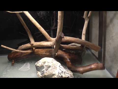 Видео: Аквариум 500 л. Часть 4. (дюрсо,фильтры,залив воды)