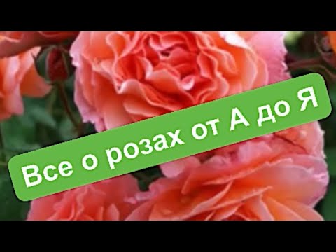 Видео: РОЗЫ. ВСЁ О РОЗАХ от А до Я !  СХЕМА ОБРАБОТКИ РОЗ ПО МЕСЯЦАМ.