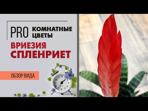 Видео: Необычное комнатное растение Вриезия сорт Спленриет | Бромелия Огненный меч