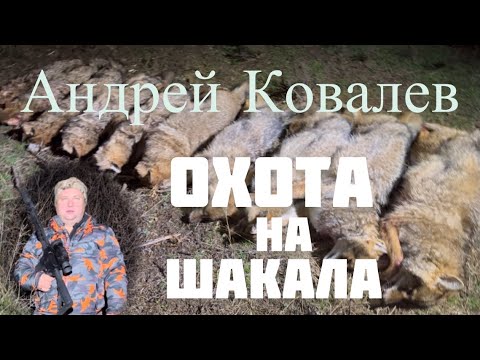Видео: Охота на шакала. Добыто  18 шакалов