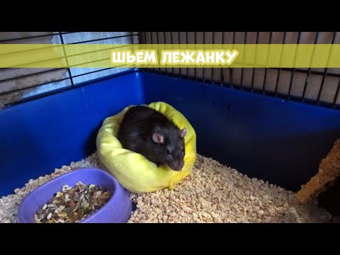 Видео: КАК СШИТЬ ЛЕЖАНКУ ДЛЯ КРЫСЫ || DIY