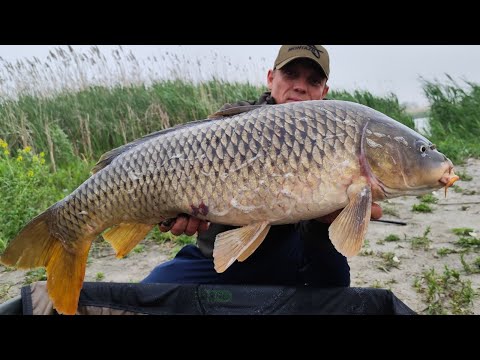 Видео: ЗДОРОВЕННІ САЗАНИ ДИНОЗАВРИ КЛЮЮТЬ ДУПЛЕТАМИ. Рибалка на дикого сазана