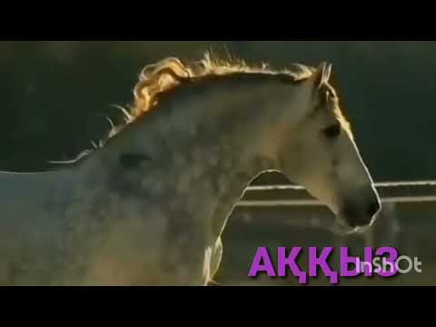 Видео: АҚҚЫЗ 3-ші бөлім | Ақселеу Сейдімбеков | повесть