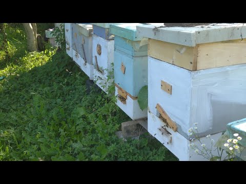Видео: Пасіка гуде .Пізній взяток.Розпочався взяток з золотарника.