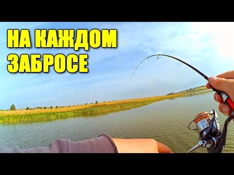 Видео: Их тут просто кишит!!! Рыбалка на пилькер и прочее!