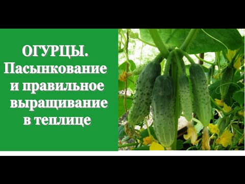 Видео: ОГУРЦЫ. Продолжаем тему пасынкования и правильного выращивания