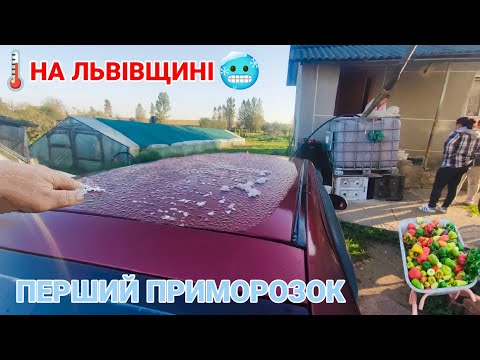 Видео: Перший приморозок на Львівщині. Спасаємо городину