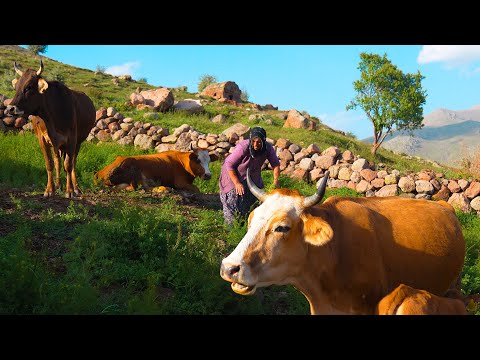Видео: Четыре сезона Highland and Mountain Life - Жизнь в Каменном Доме
