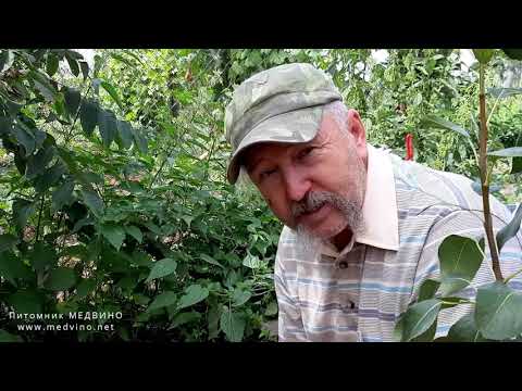 Видео: Как завести шмелей на участке или шмели, их домики и голубика