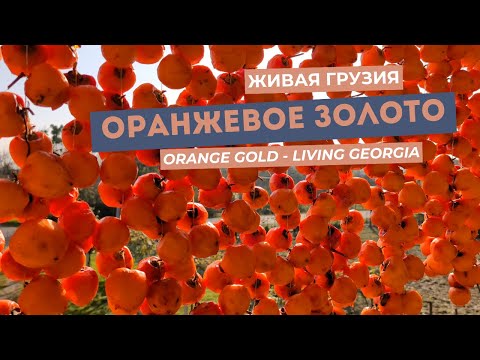 Видео: Оранжевое золото Грузии. Сезон хурмы в Имерети и Самегрело. 4K