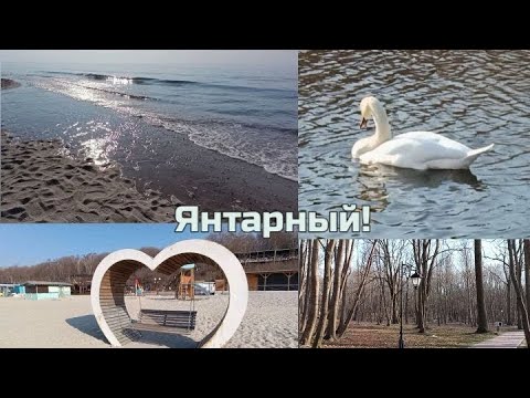Видео: Янтарный, море, лебеди.
