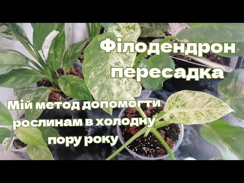 Видео: Осіння пересадка.Мій метод для ароїдних пережити зиму. Філодендрон #кімнатнірослини #квіти #рослини