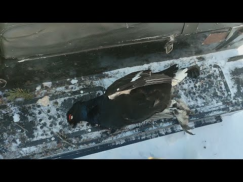 Видео: ЛУЧШИЙ ОХОТНИК НА ДИЧЬ! ЕМУ НЕ НУЖНА ПУТЕВКА, ОРУЖИЕ И ПАТРОНЫ! КТО ЖЕ ЭТО?