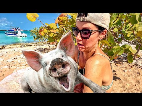 Видео: Багамы Мама! Нападение cвиней на туристов. Кинули на 700$ #2