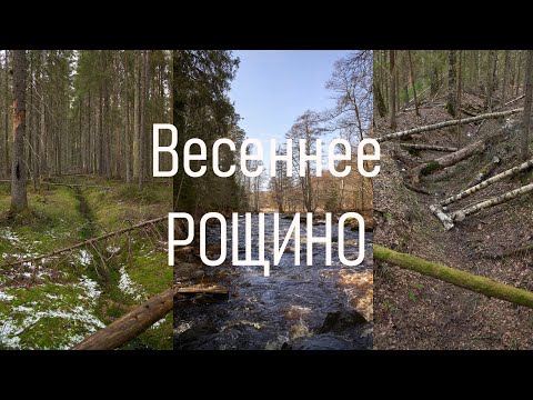 Видео: Весеннее Рощино, прогулка по Линдуловской роще. ПВД